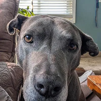 An adult medium-sized female Gray / Blue / Silver Pit Bull Terrier dog named Ellie for adoption in Lake Wylie, SC