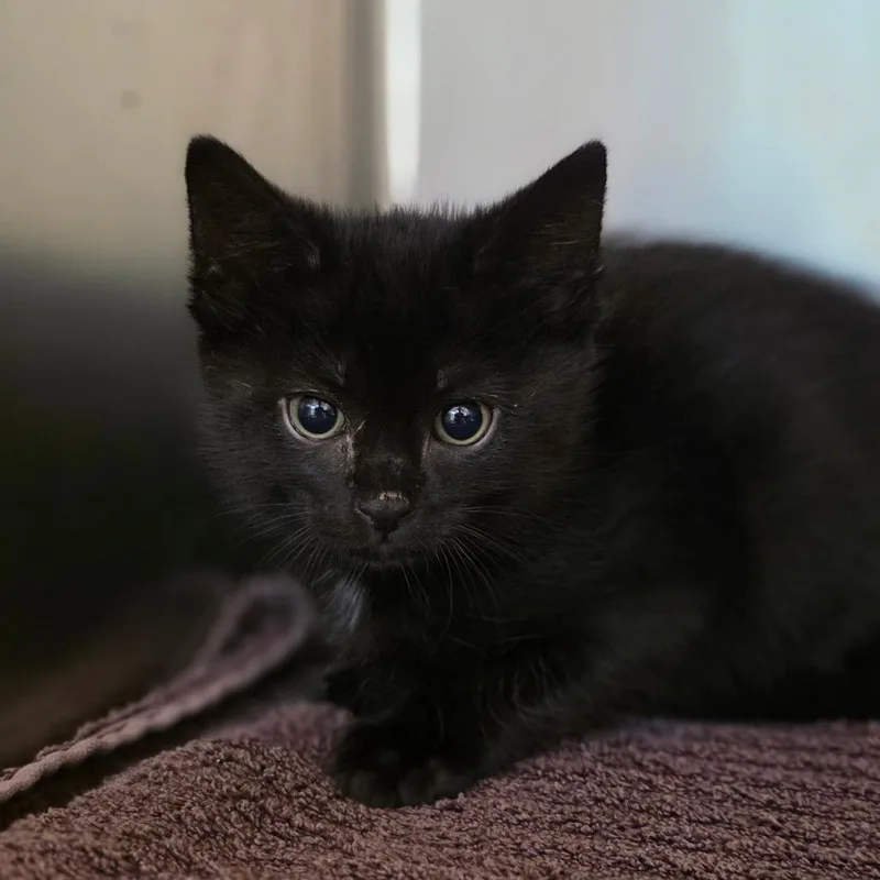 A baby small-sized male Black Domestic Short Hair cat named Ozma for adoption in Buellton, CA