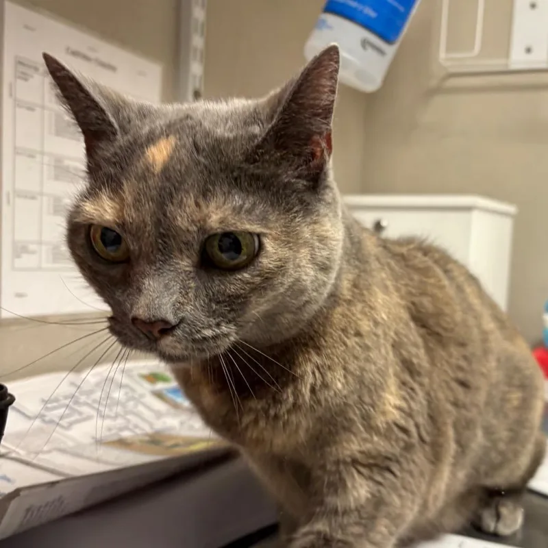 A senior medium-sized female Gray / Blue / Silver Domestic Short Hair cat named Sami for adoption in Yuma, AZ
