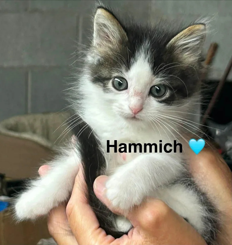 Hammich