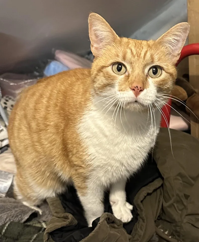 An adult medium-sized male Orange & White Domestic Short Hair cat named Freckles for adoption in Newtown Square, PA
