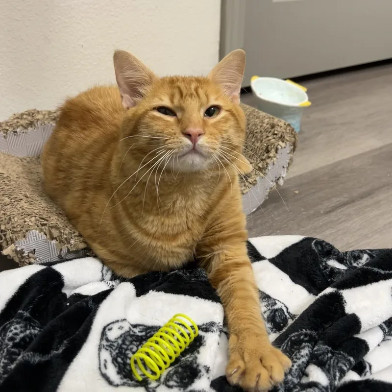 An adult small-sized male Orange / Red Domestic Medium Hair cat named Noodle for adoption in Missouri City, TX
