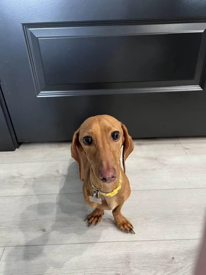A young small-sized female Dachshund dog named Stella  Salt Lake for adoption in Los Angeles, CA