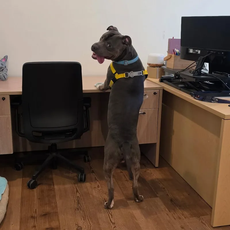 An adult large-sized male Gray / Blue / Silver Pit Bull Terrier dog named Paulo for adoption in Baltimore, MD