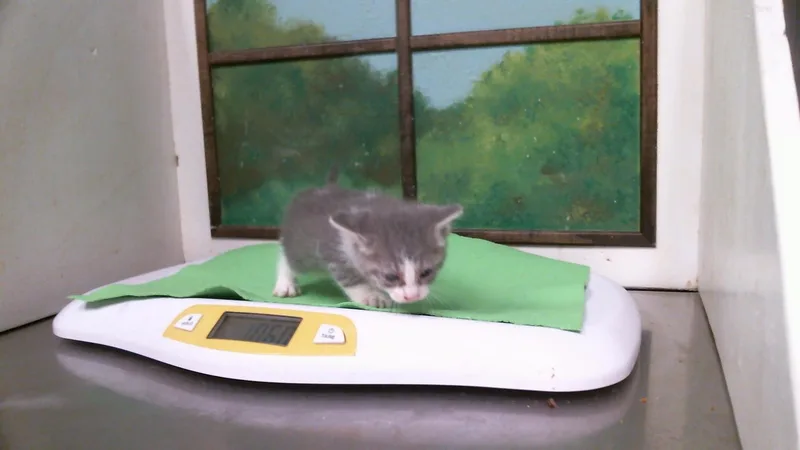A baby small-sized female Domestic Short Hair cat named Torterra for adoption in Houston, TX