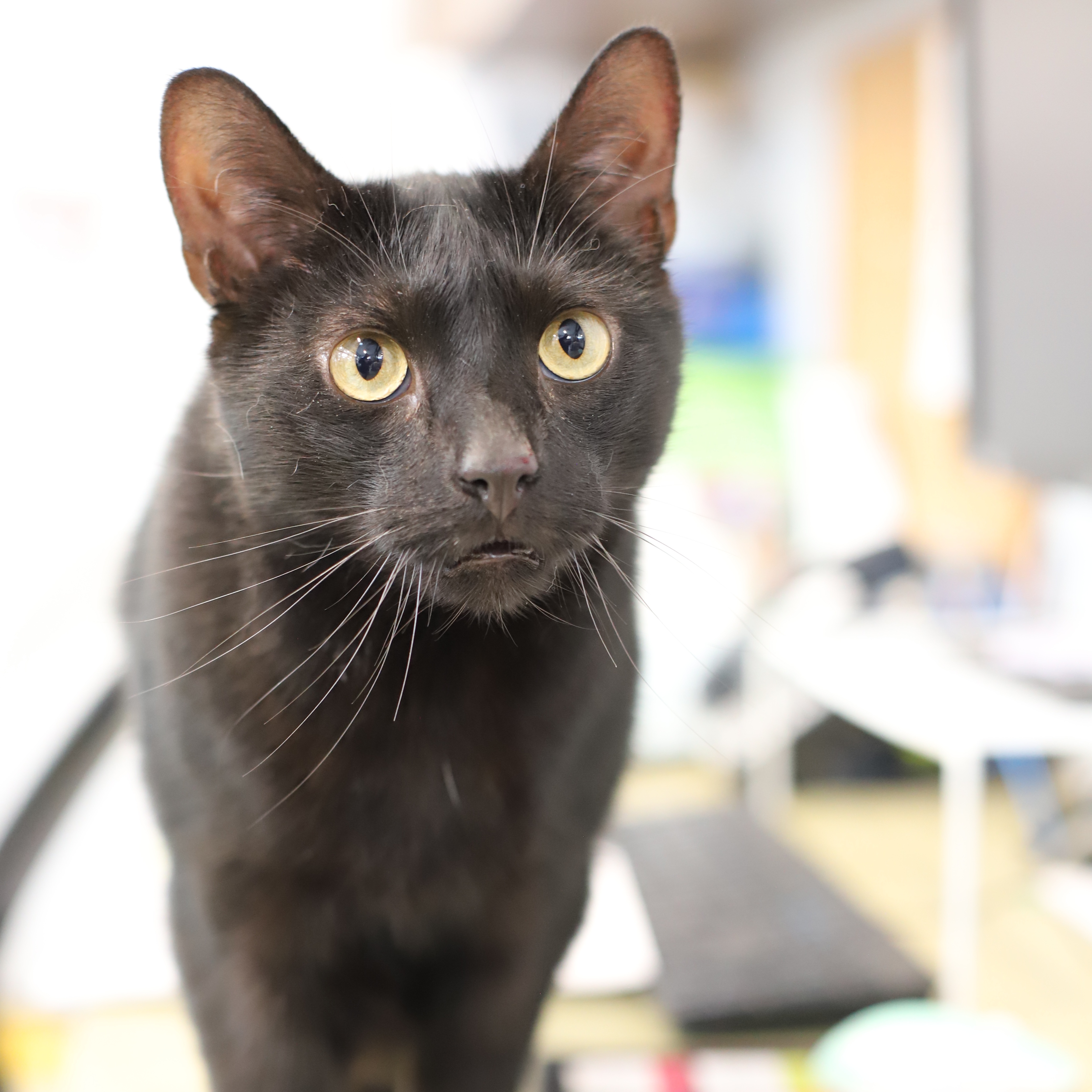 Spookster thumbnail 4