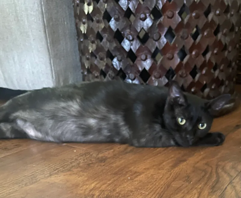 Priscilla thumbnail 2