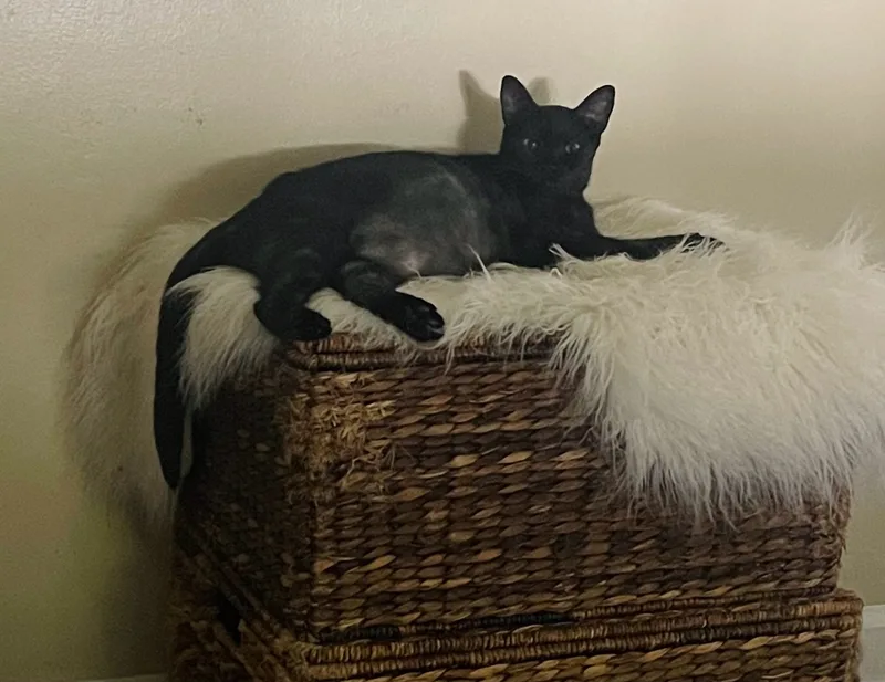 Priscilla thumbnail 3