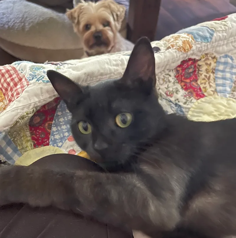 Priscilla thumbnail 4