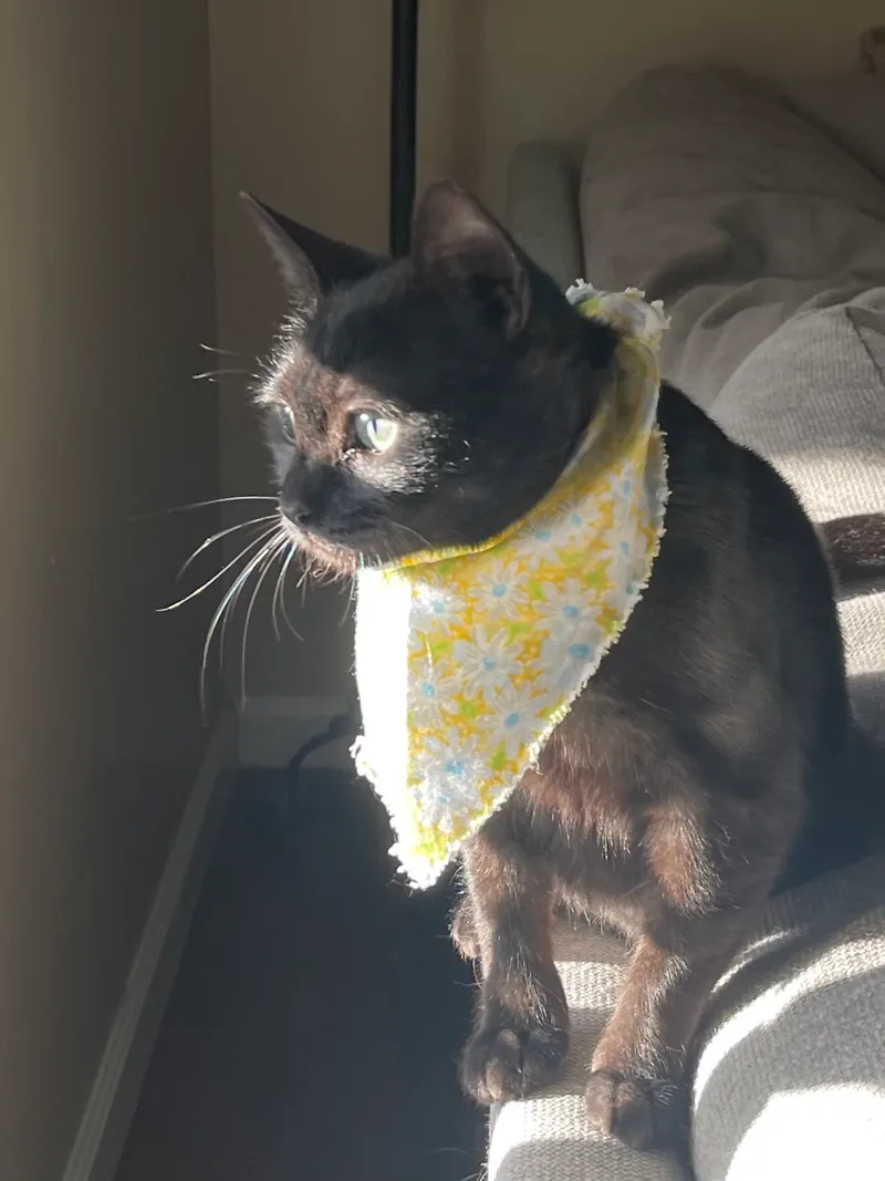 Priscilla thumbnail 5