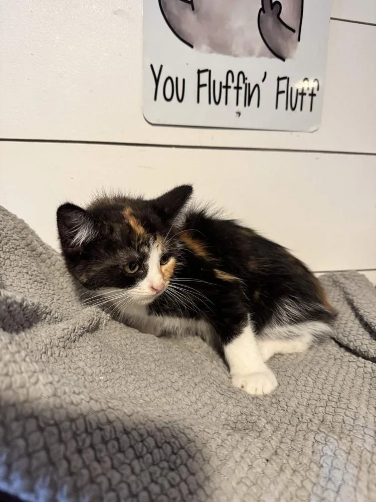 A baby small-sized female Tortoiseshell Domestic Short Hair cat named Skipper for adoption in Grand Rapids, MI