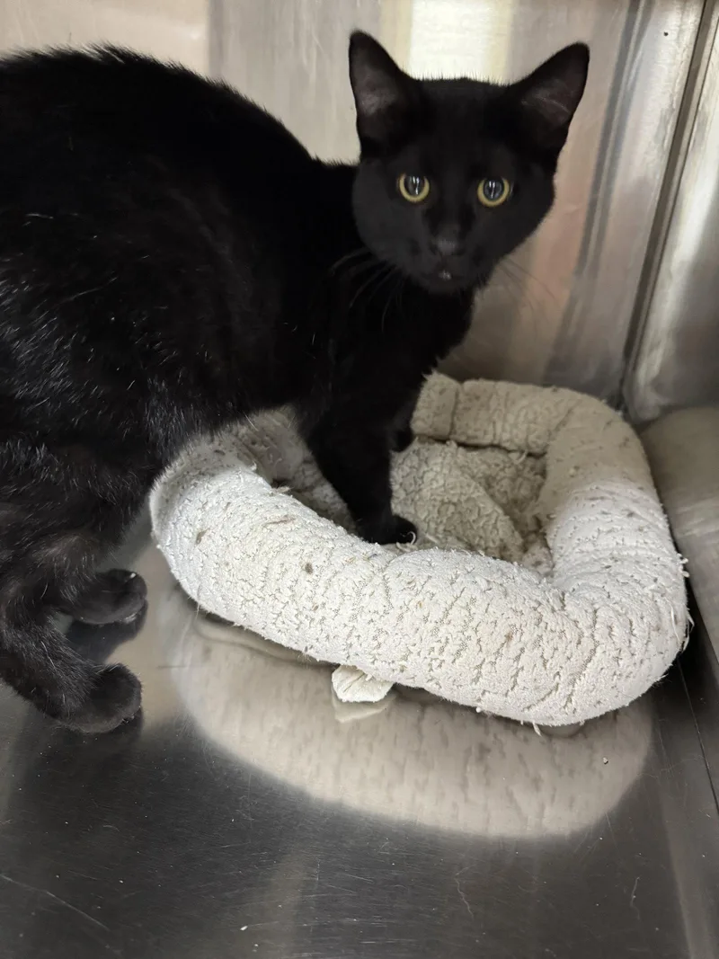A young medium-sized female Black Domestic Short Hair cat named Tammi for adoption in Austin, MN