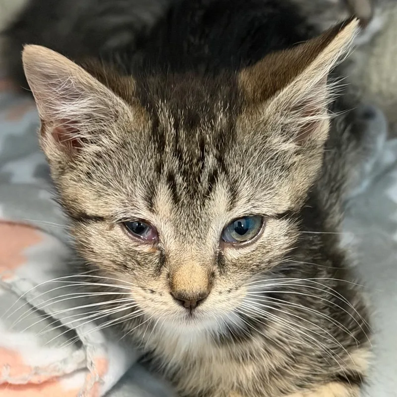 A baby small-sized male Gray / Blue / Silver Domestic Short Hair cat named Rigatoni for adoption in Troy, VA