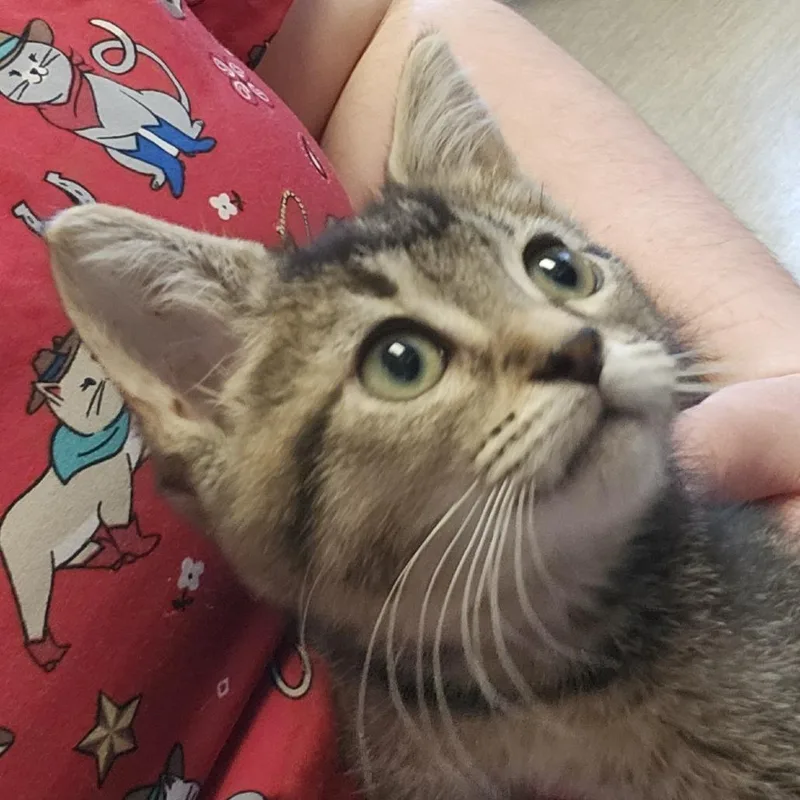 A baby small-sized female Brown / Chocolate Domestic Short Hair cat named Princess Donut for adoption in Columbia Station, OH