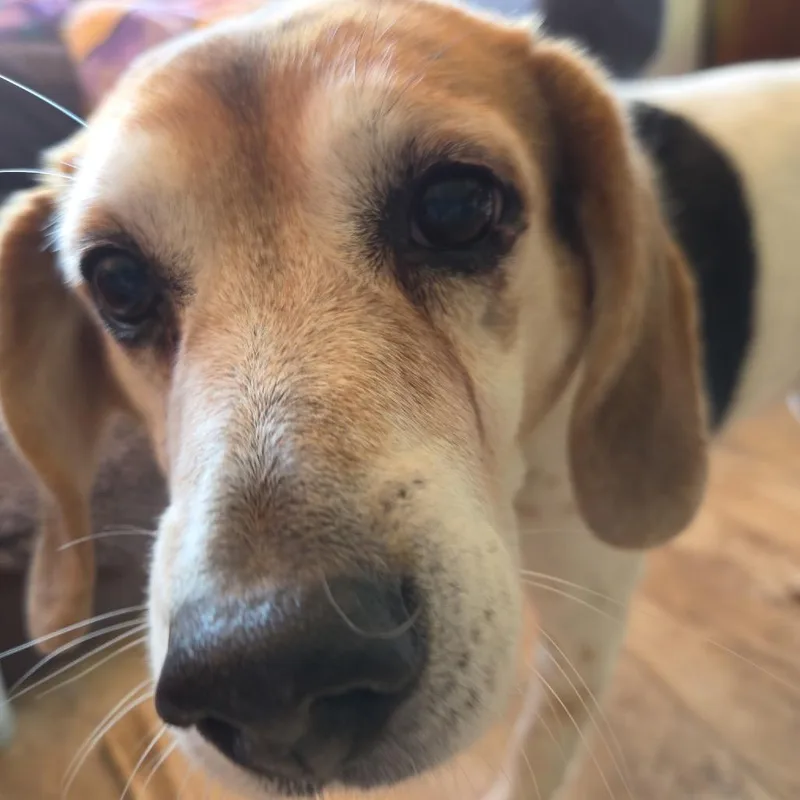 Lucky Beagle
