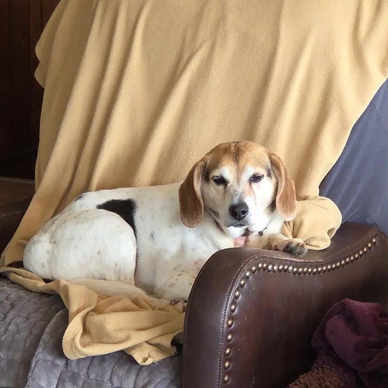 Lucky Beagle thumbnail 2