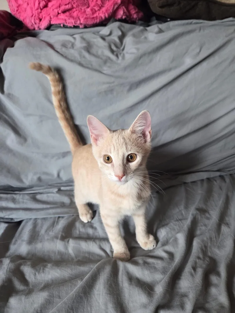 A baby medium-sized male Buff / Tan / Fawn Domestic Short Hair cat named Pomello for adoption in Manhattan, KS