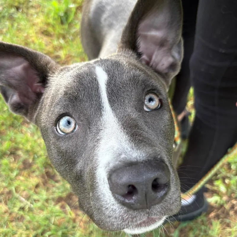 A young medium-sized female Gray / Blue / Silver Pit Bull Terrier dog named Emerson for adoption in Austin, TX