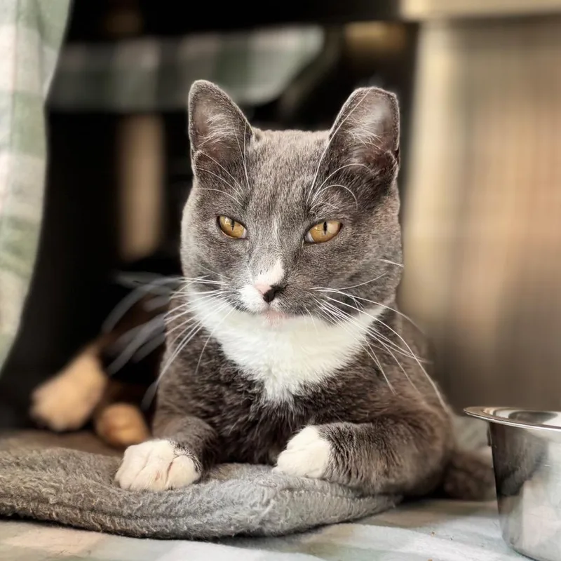 A young medium-sized female Gray / Blue / Silver Domestic Short Hair cat named Poppy for adoption in Nashville, IN