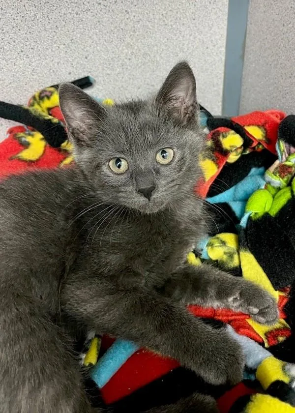 A baby small-sized female Domestic Short Hair cat named Pegasus for adoption in Skillman, NJ