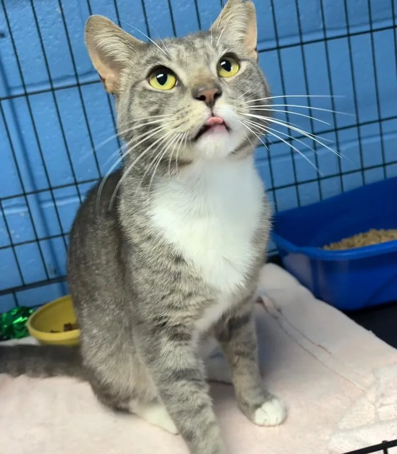 A young medium-sized male Domestic Short Hair cat named Mr. Kilimanjaro for adoption in Ellijay, GA