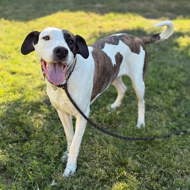 An adult extra large-sized female Great Dane dog named Bonnie for adoption in Modesto, CA
