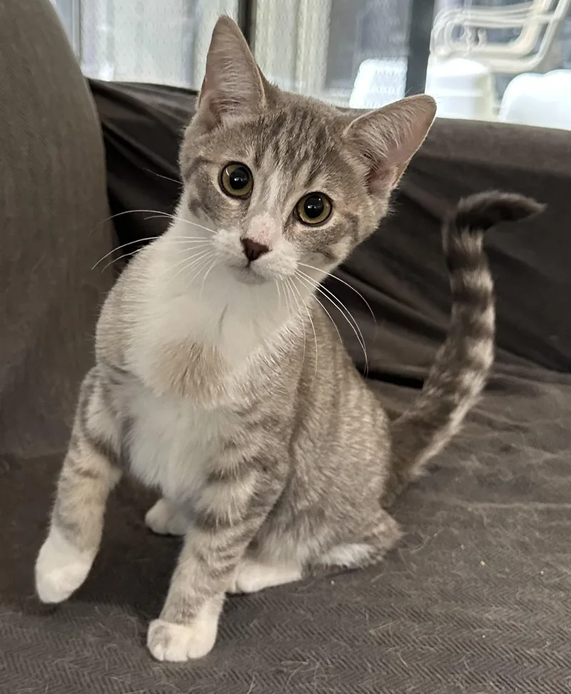 A baby medium-sized female Gray & White Domestic Short Hair cat named Pretzel The Chatty Little for adoption in Prescott, AZ