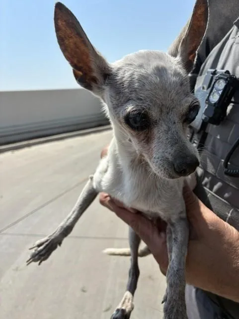 A senior small-sized female Chihuahua dog named Grandmama for adoption in Phoenix, AZ