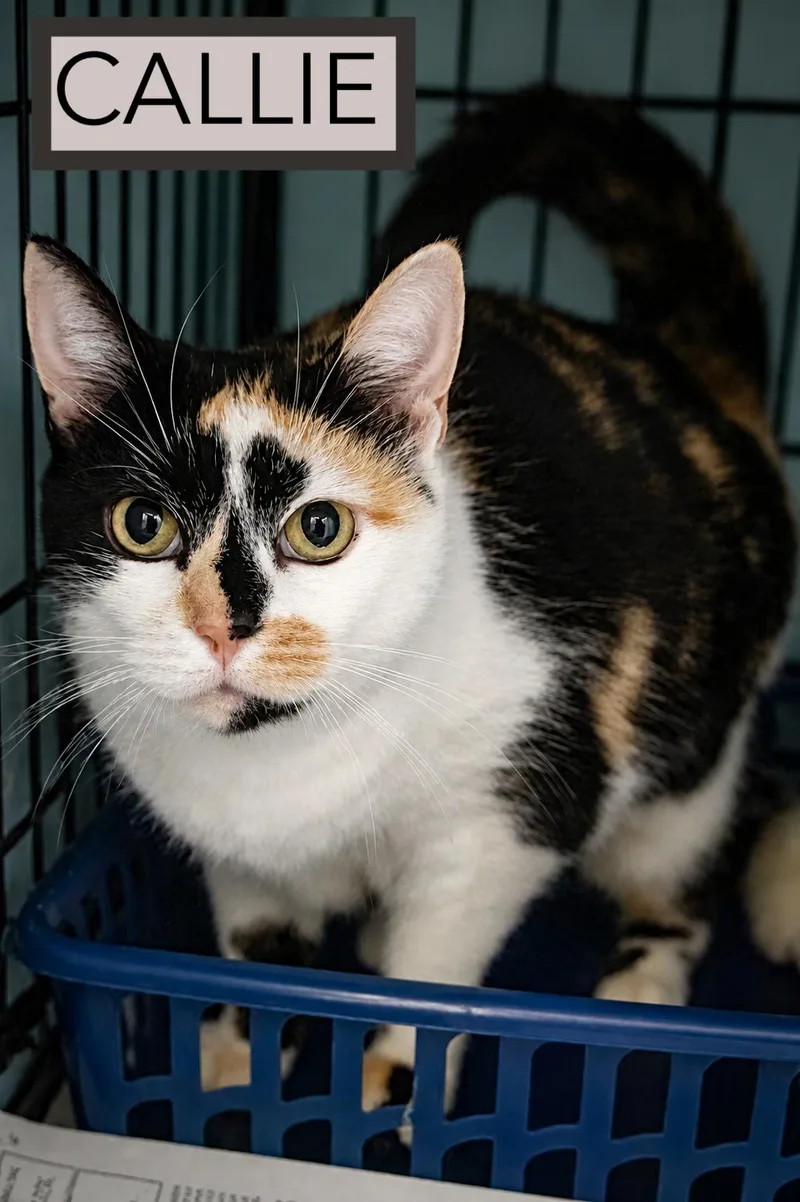 A young medium-sized female Calico cat named Callie for adoption in Greenville, DE