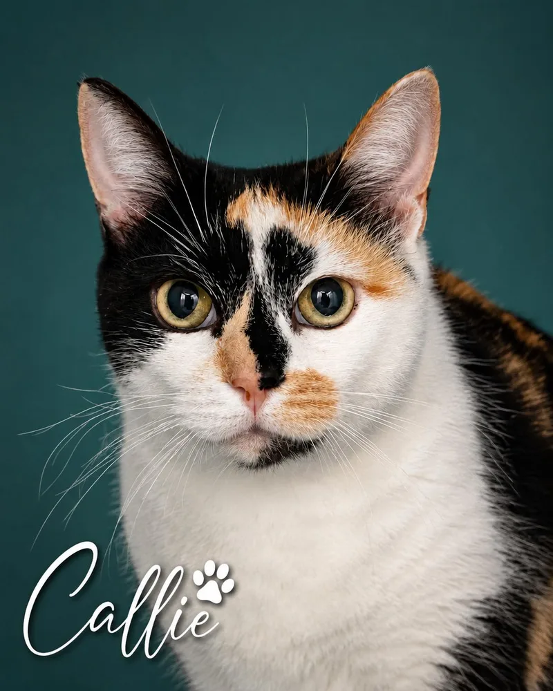 Callie thumbnail 3