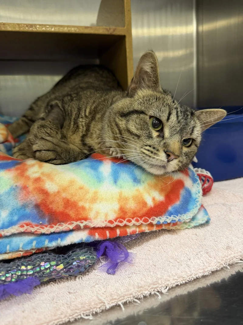 An adult medium-sized male Domestic Short Hair cat named Chehalis for adoption in Wheaton, IL