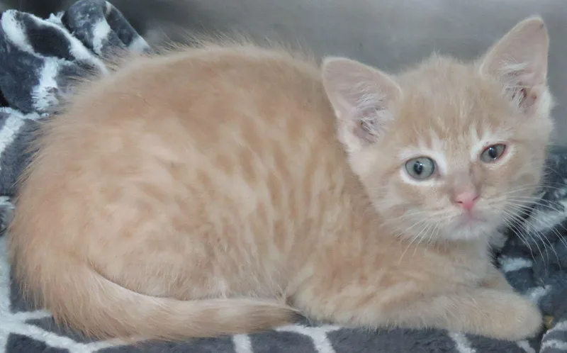 A baby medium-sized male Tabby (Buff / Tan / Fawn) Domestic Short Hair cat named Richie for adoption in Lexington, VA