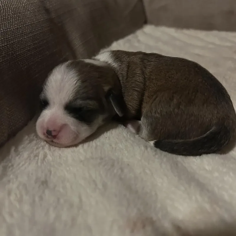 A baby small-sized female Chihuahua dog named Millie for adoption in Ferndale, WA