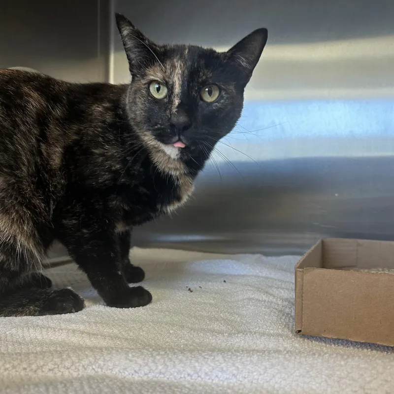 An adult large-sized female Tortoiseshell Domestic Short Hair cat named Goose for adoption in Lynchburg, VA