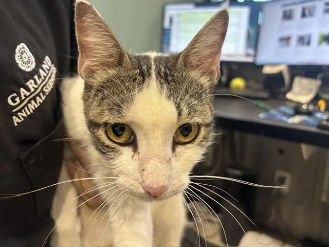 A young medium-sized female Domestic Short Hair cat named Paloma for adoption in Garland, TX