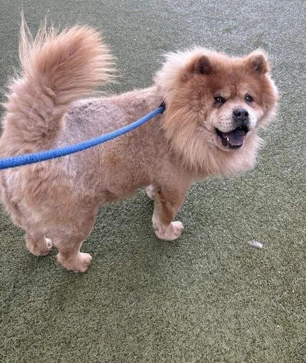 An adult medium-sized male Chow Chow dog named Safari for adoption in Salt Lake City, UT