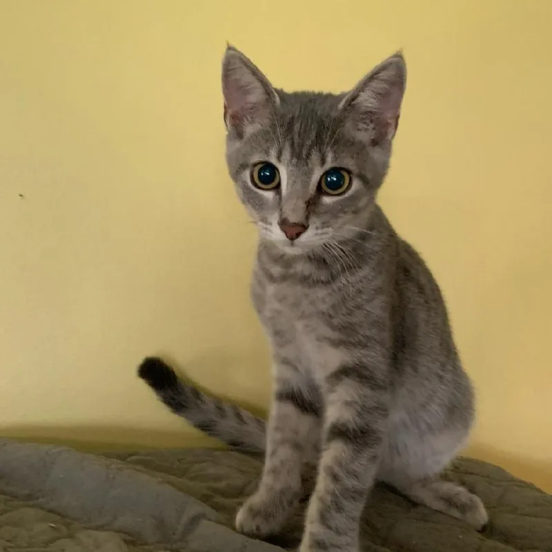 A baby small-sized male Domestic Medium Hair cat named Gunner for adoption in Greensburg, PA