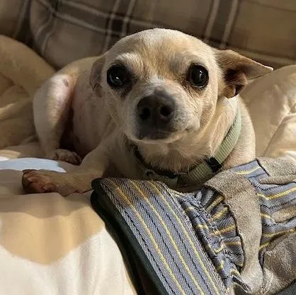 Peanut