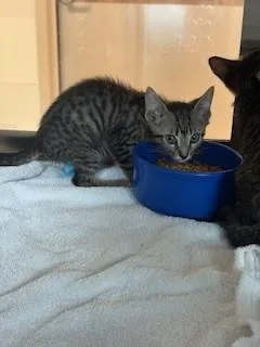 A baby small-sized male Domestic Short Hair cat named Dewy for adoption in Pearland, TX