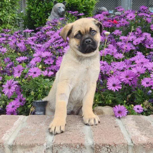 Theodore thumbnail 3