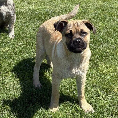 Theodore thumbnail 4