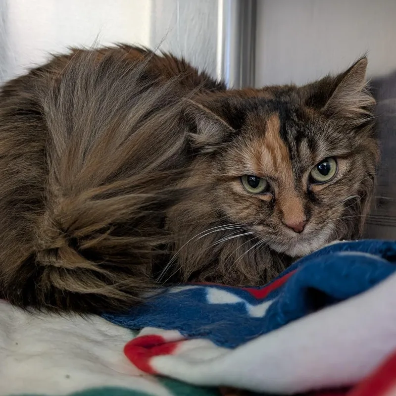 An adult medium-sized female Tortoiseshell Domestic Long Hair cat named Nitro for adoption in Blairsville, GA