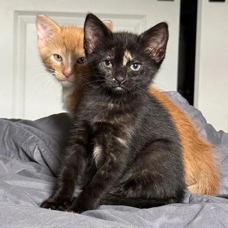 A baby small-sized female Black Domestic Short Hair cat named Teddy Bear for adoption in Philadelphia, PA