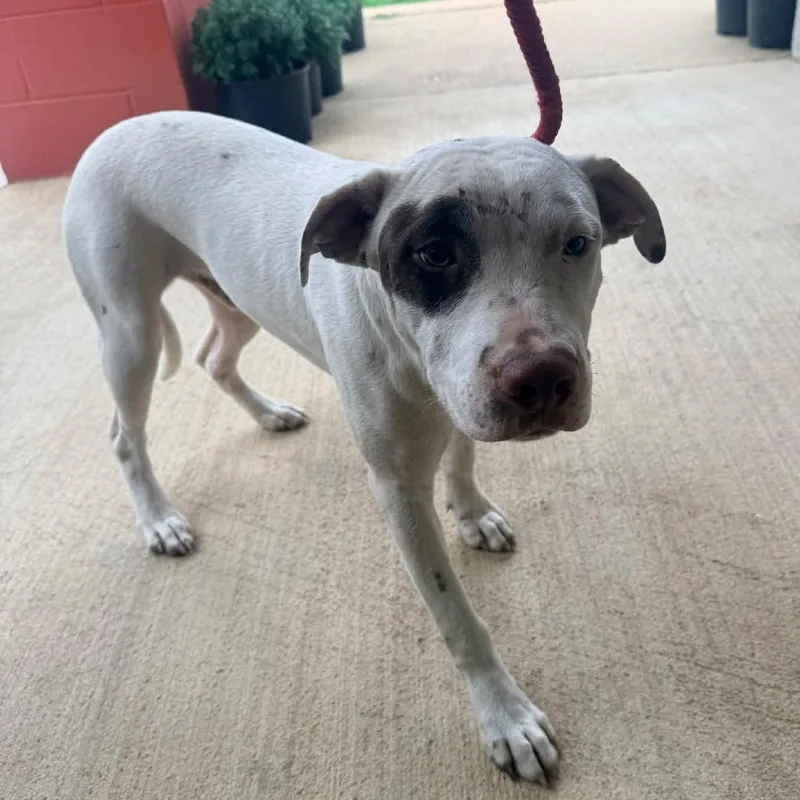 A young medium-sized male White / Cream Mixed Breed dog named Grimm for adoption in Corinth, MS