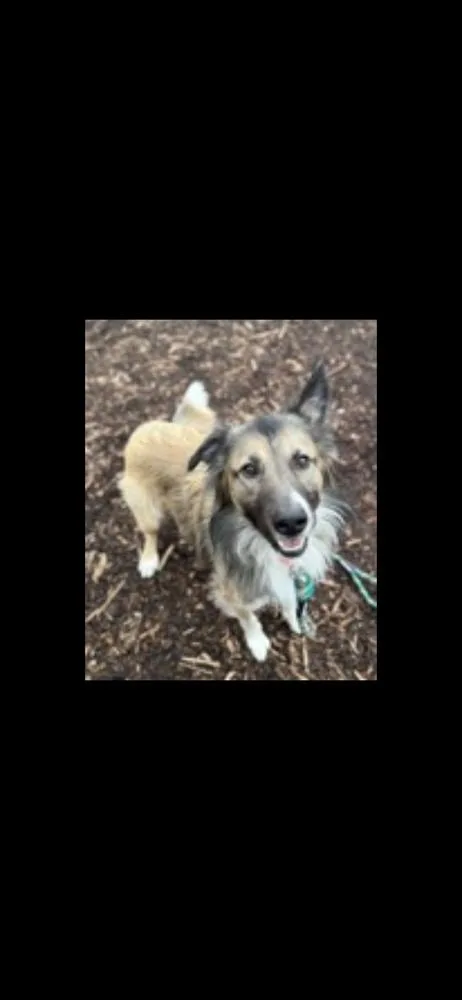 A young large-sized male Tricolor (Brown, Black, & White) Shepherd dog named Charlie for adoption in Lincoln, NE
