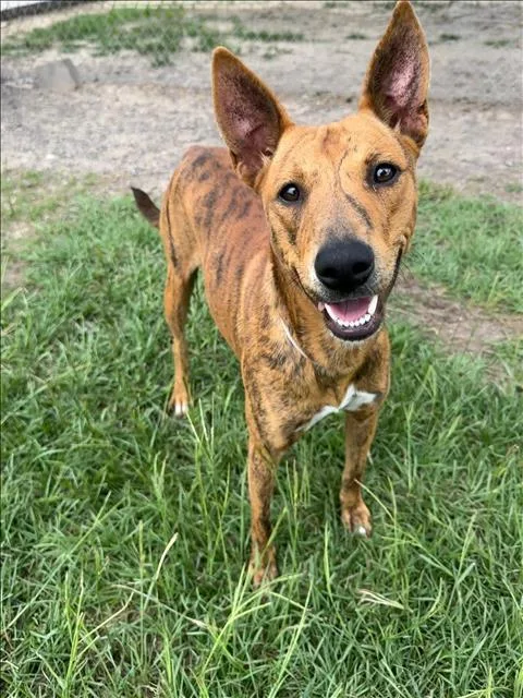 A young medium-sized female Australian Cattle Dog / Blue Heeler dog named Valley for adoption in Conroe, TX