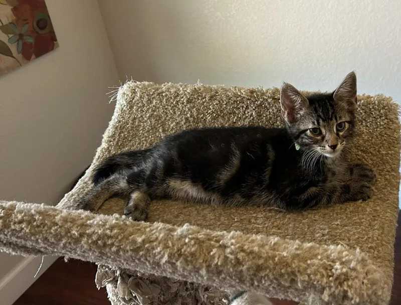 A baby small-sized female Brown / Chocolate Domestic Short Hair cat named Zack Johnson for adoption in Chandler, AZ