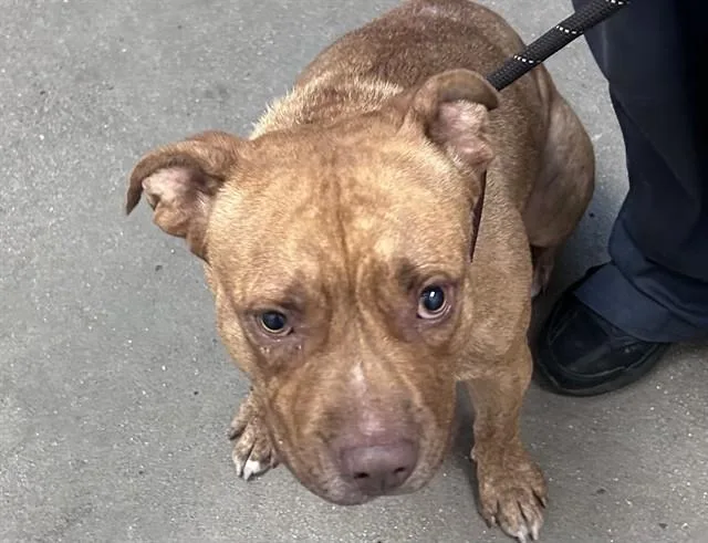 A young medium-sized female Pit Bull Terrier dog named Meadow for adoption in Tucson, AZ