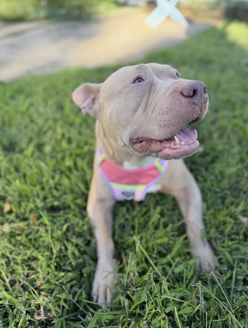 An adult large-sized female Pit Bull Terrier dog named Stevie Nicks for adoption in Branford, CT
