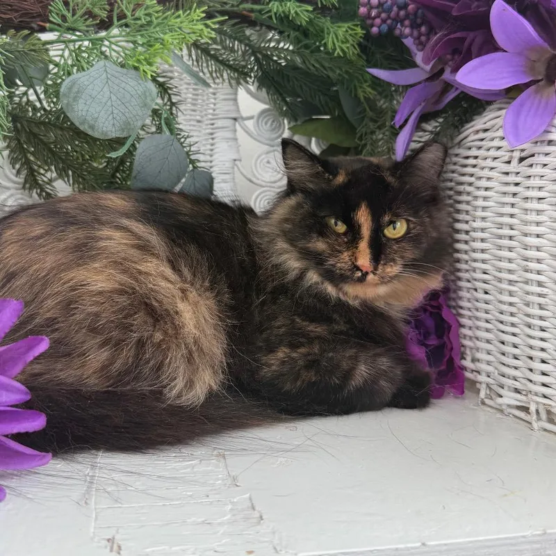 A young medium-sized female Tortoiseshell Domestic Short Hair cat named Charlotte Whittaker for adoption in Eaton Rapids, MI